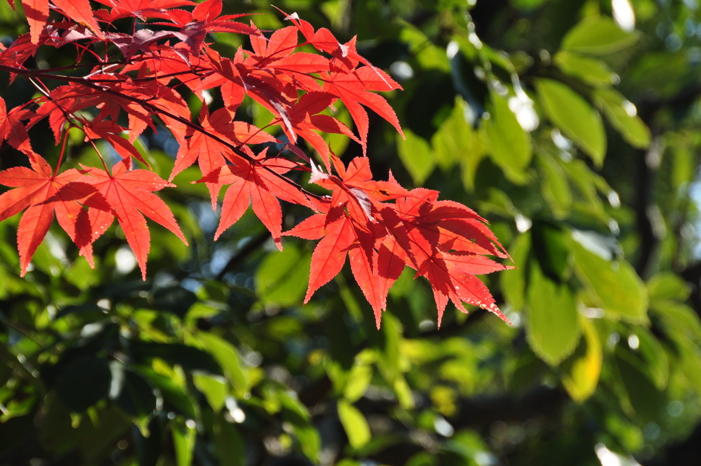 Red and Green（永観堂の紅葉Ⅳ）