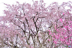 降り注ぐ春