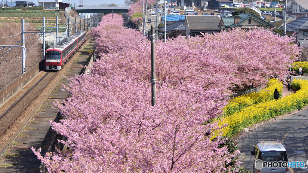 お花見区間