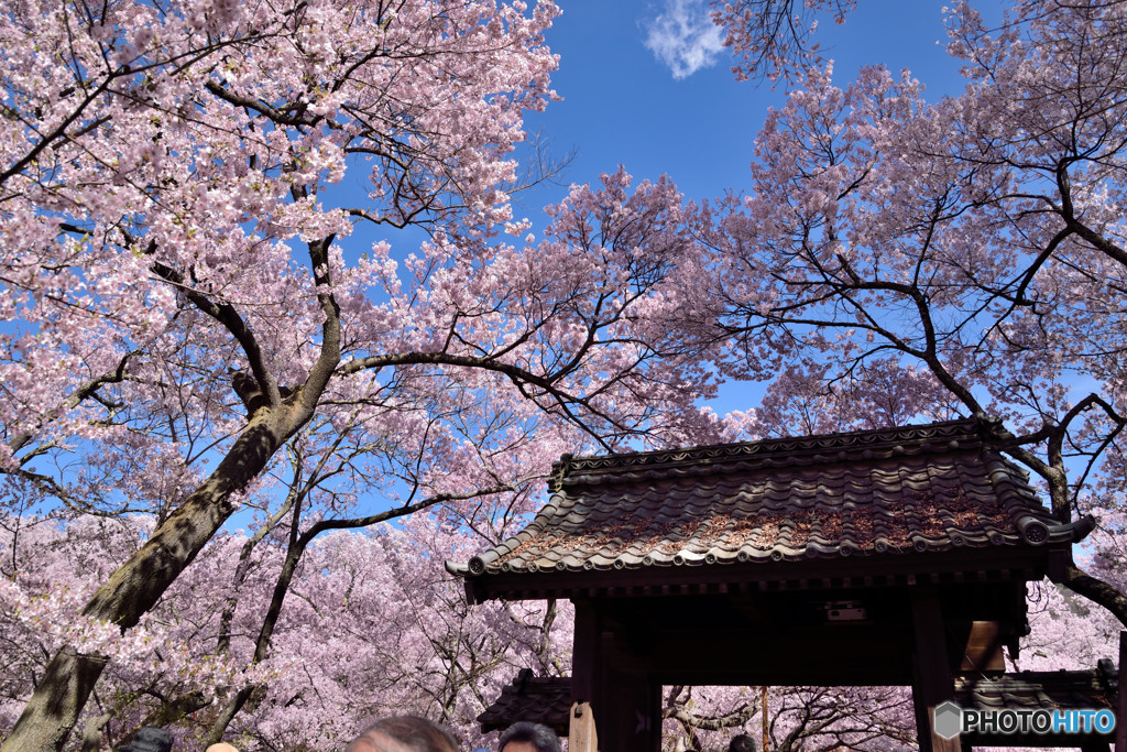 信州桜めぐり　高遠城址公園　①