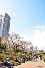 枝垂れ桜とホテル