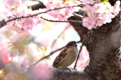 うっとり