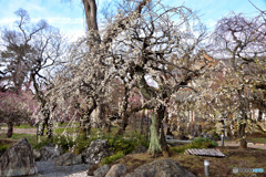 梅を求めて　京都　その３