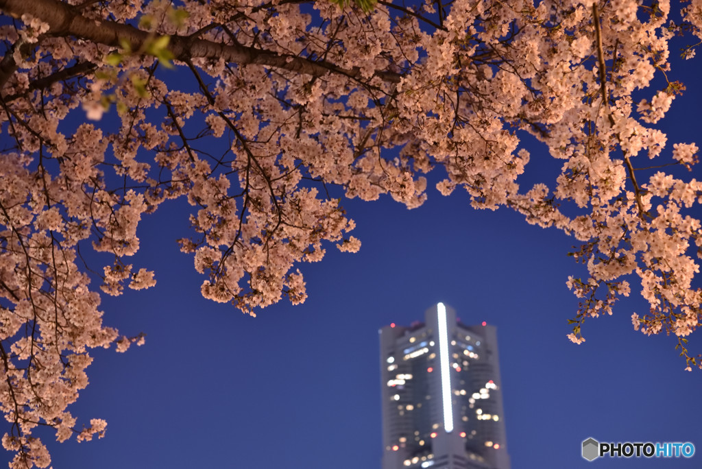 みなとみらいの夜桜　その２