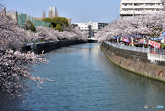 大岡川プロムナード