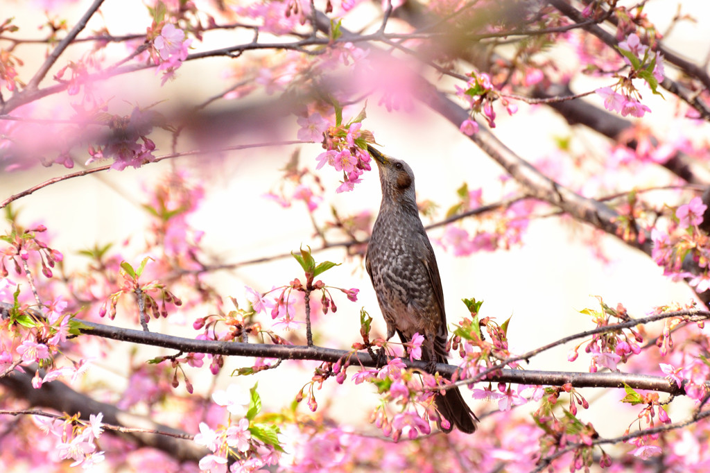 首をなが～くして待った春