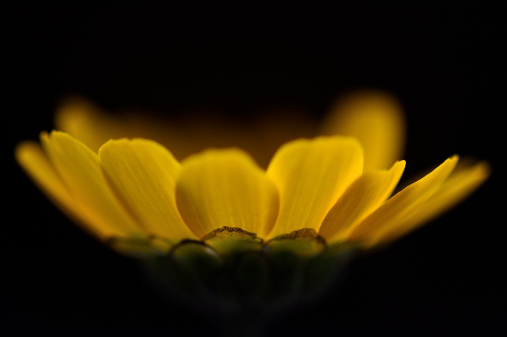 Shining Yellow