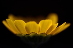 Shining Yellow