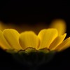 Shining Yellow