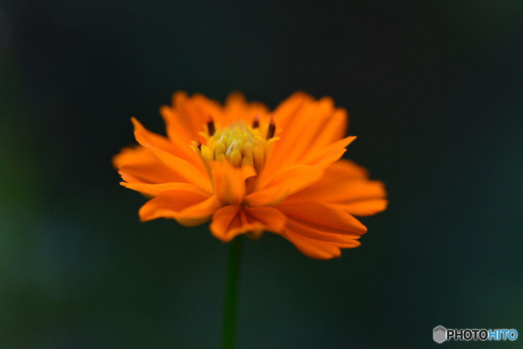 Wild pretty