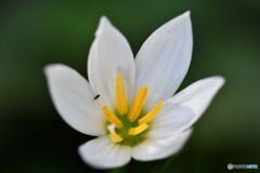 純白な愛