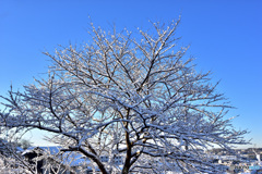 雪化粧