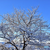 雪化粧