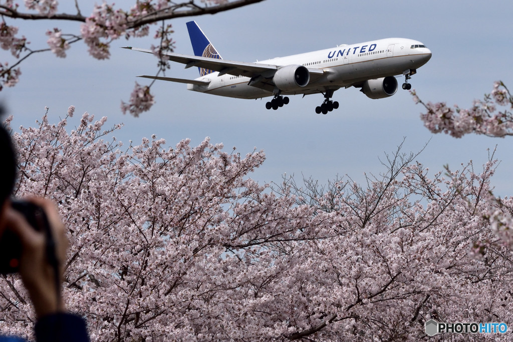 さくらと飛行機　⑫