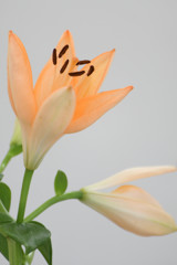 Profile of Lily　その２