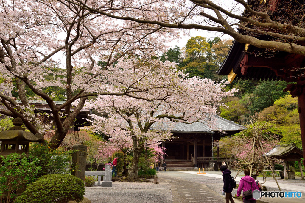 鎌倉の桜　妙本寺