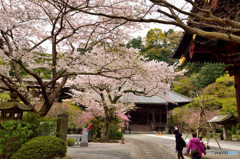 鎌倉の桜　妙本寺
