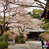鎌倉の桜　妙本寺