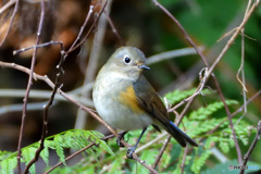 初鳥（撮り）　その４