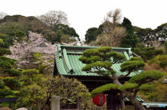 鎌倉の桜　長谷寺