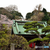 鎌倉の桜　長谷寺