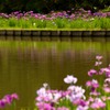 美しさ　水面に映して　花菖蒲