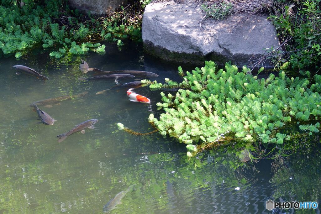 鯉たちのオアシス