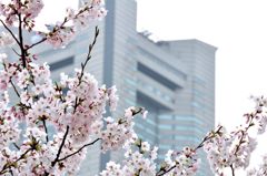 みなとみらいの桜②　ランドマークタワー