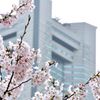 みなとみらいの桜②　ランドマークタワー