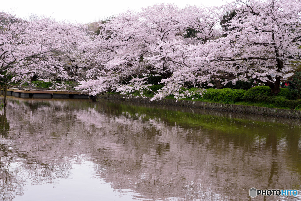 鎌倉の桜　鶴岡八幡宮