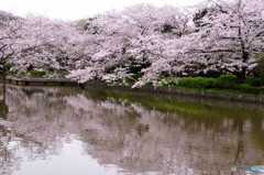 鎌倉の桜　鶴岡八幡宮