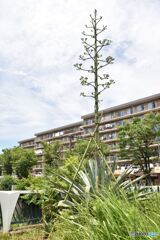 数十年に一度の開花