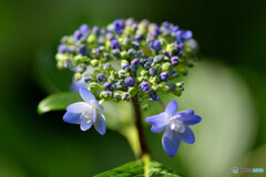 線香花火