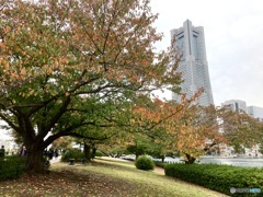 晩秋の桜