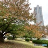 晩秋の桜