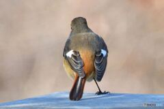 後ろ姿もまた可愛い