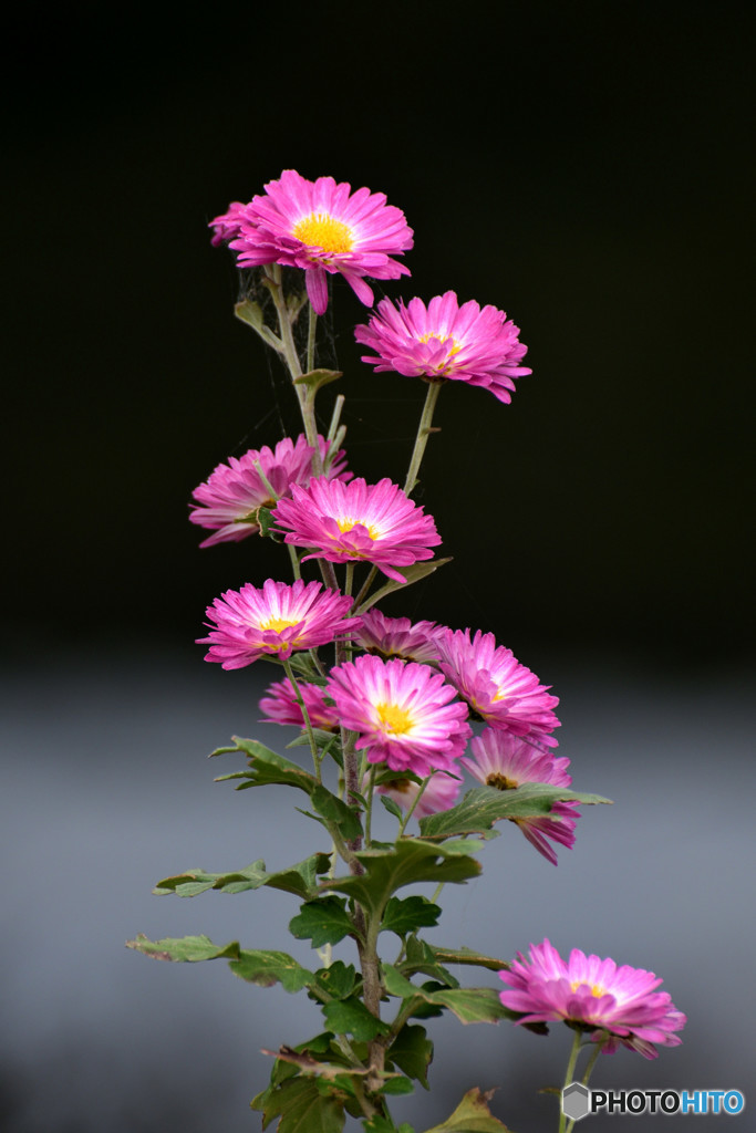 白黒つけて・・・