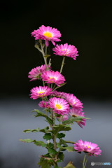 白黒つけて・・・