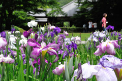 あじさい寺の舞台裏