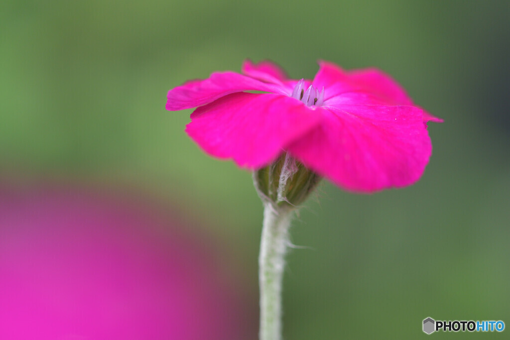 ランプの花