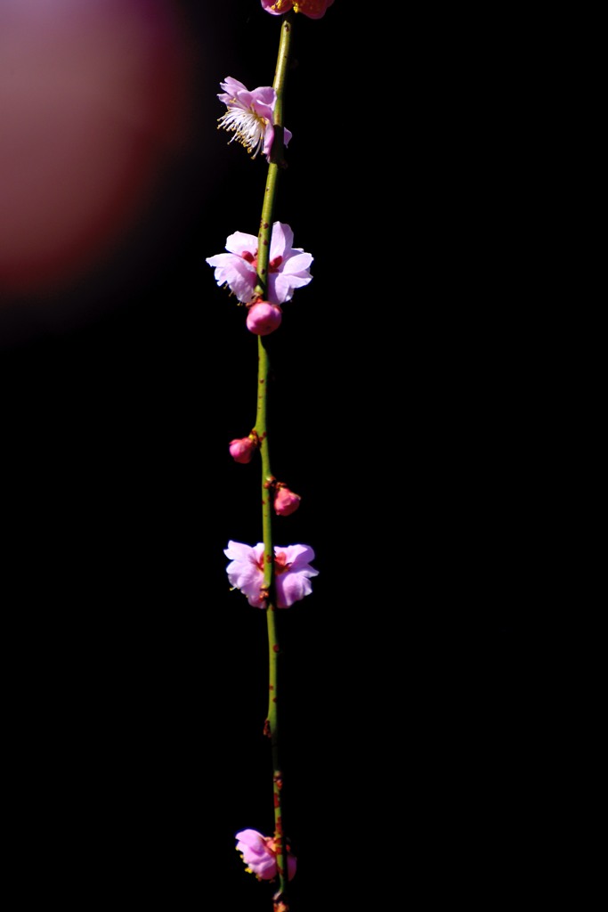 ひと筋