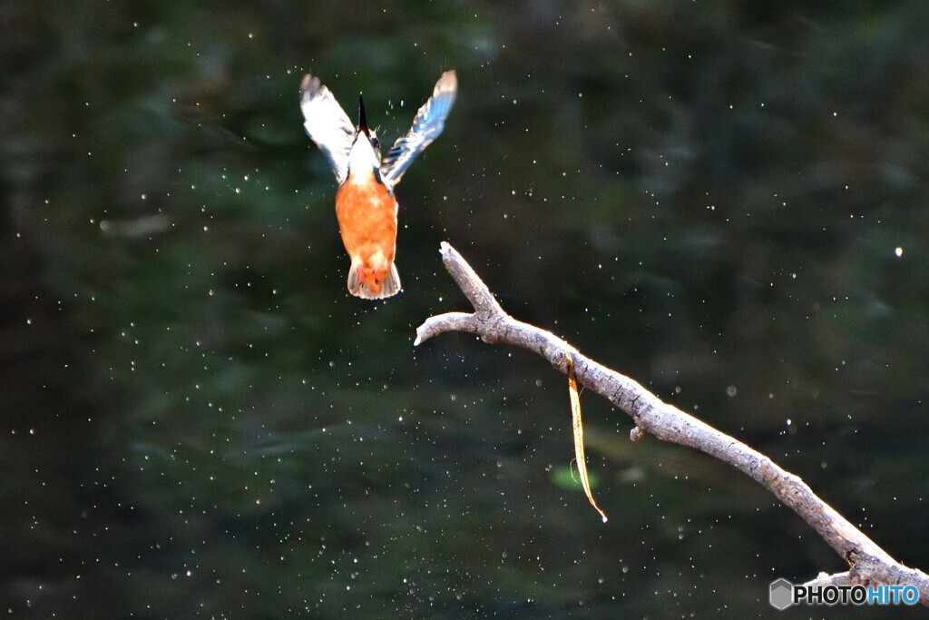 クリオネになったカワ君