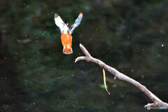 クリオネになったカワ君