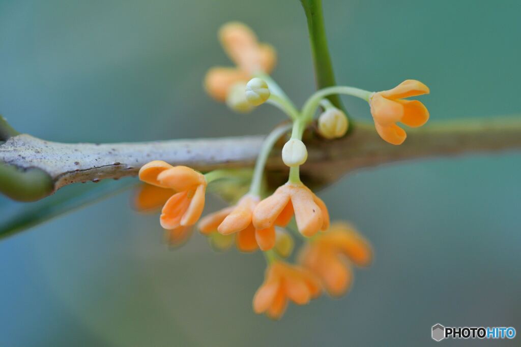 たなびく香りで開花を知る