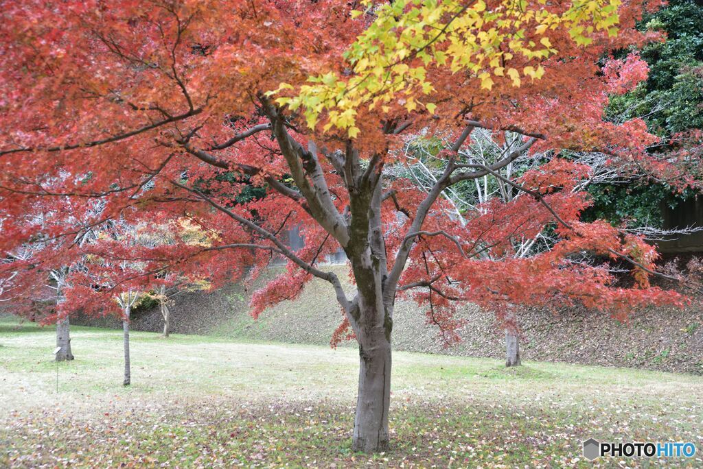 乾通りの紅葉　その２