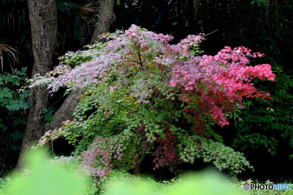 歌舞伎役者のように・・・・