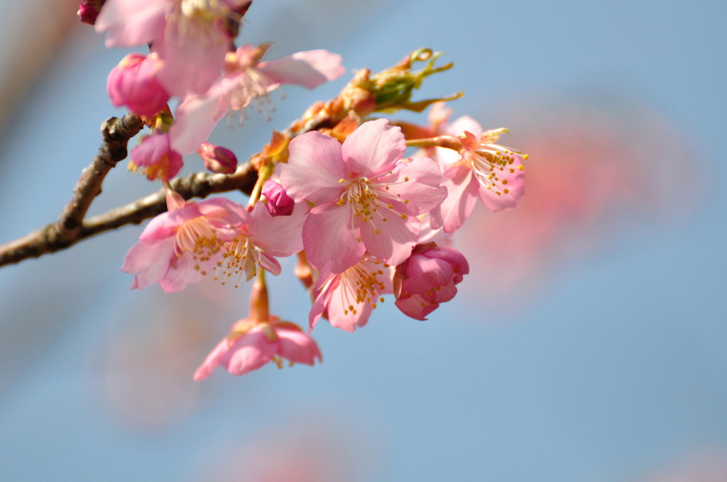 春ですよ～Ⅰ