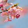 春ですよ～Ⅰ
