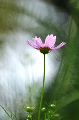 愛の水中花
