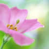 元気に復活